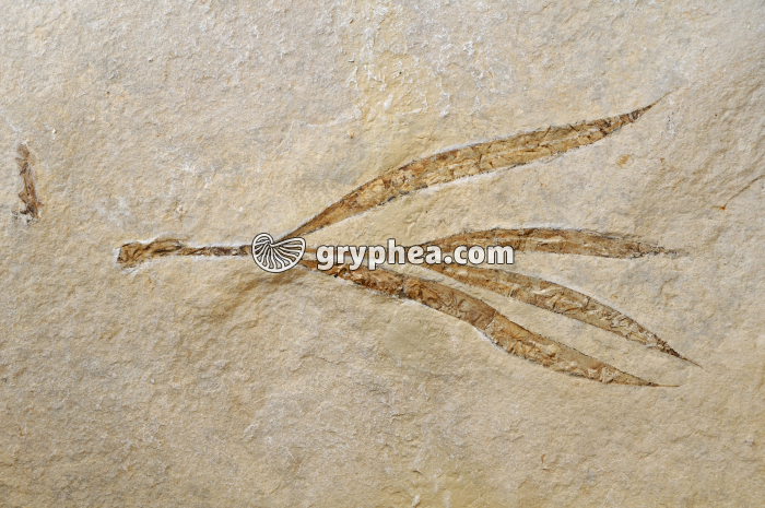 Sapindopsis - gryphea.com